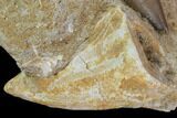 Mosasaur (Prognathodon) Teeth In Rock - Nice Tooth #96191-2